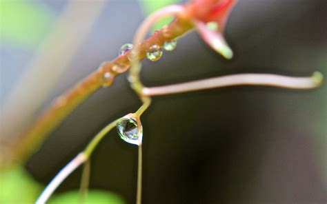 Wallpaper Macro Nature Rain Closeup Dewdrops Bokeh Dewdrop Dew