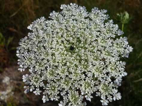 Plant Flower Cow Parsley Evergreen Candytuft Picture Image 121707700