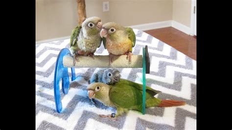 5 Week Old Sister Green Cheek Conure Babies Rainbow Parrots Aviary