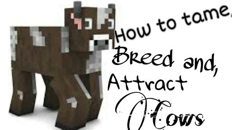 How To Tame Breed And Attract Cows In Minecraft Hostile Mobs