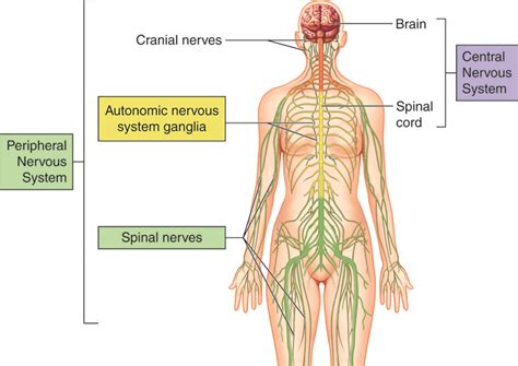 Nervous System Levels Of Organization Anatomy Physiology