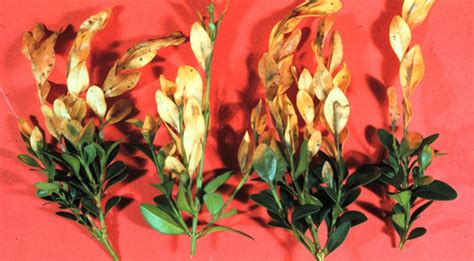 The leaves gradually turn dull yellow and die, but remain attached to the shrub. Boxwood Fungus Blight Invades North America After Taking ...
