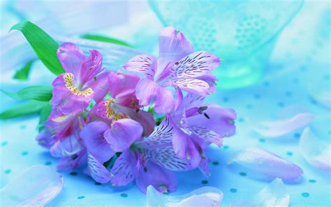 Violet Flower Wallpapers Download Violet Flower