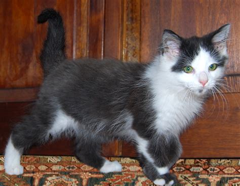 Can Cats Be Piebald Thecatsite