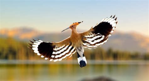 9 Things You Didnt Know About The Hoopoe Daily Times