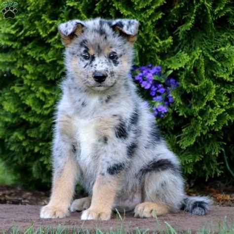 We did not find results for: Siberian Husky Mix Puppies For Sale | Greenfield Puppies