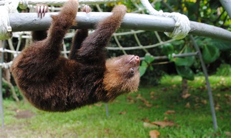 Sloth Sanctuary Of Costa Rica Since 1992 The First Advocate For