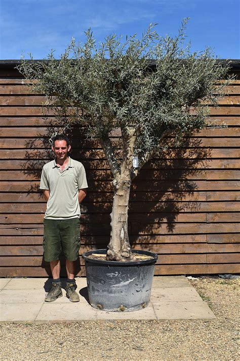 Tall Multi Stem Olive Tree No 613 Olive Grove Oundle