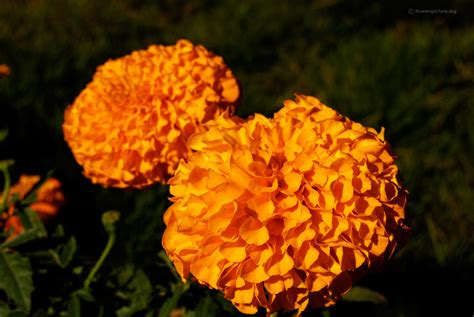 It helps healing liver ailments such as swelling and infections. Flowers Wallpaper HD | Flower pictures free download