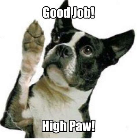 Great job animal meme keyword after analyzing the system lists the list of keywords related and the list of websites with related content, in addition you can see which keywords most interested customers on the this. BT good job - high paw! | Boston terrier dog, Boston ...