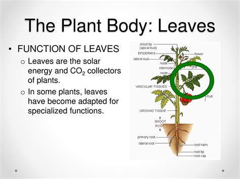 Ppt Parts Of Plants And Their Functions Powerpoint Presentation Free
