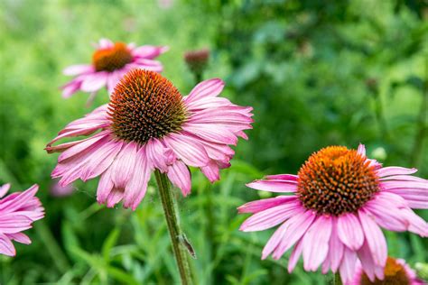 Purple Coneflower Plant Care And Growing Guide
