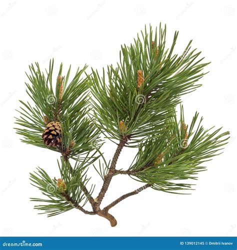 Pine Branch With Cones Isolated On White Stock Image Image Of Object