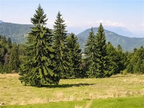 8 Types Of Pine Trees Grown In Britain Uk