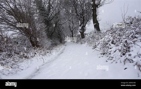Hollow Lane And Trees In The Snow Rivelin Valley Sheffield January