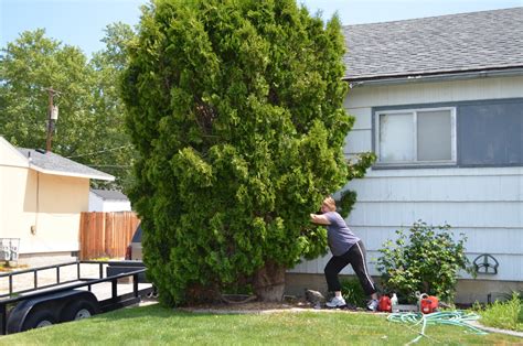 Arborvitae will produce growth from dormant buds on old wood. The Shoes: Arborvitae Gone!