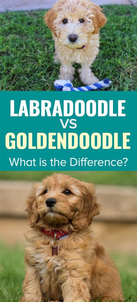 Debating between the cockapoo vs goldendoodle? Labradoodle vs Goldendoodle - What is the Difference ...