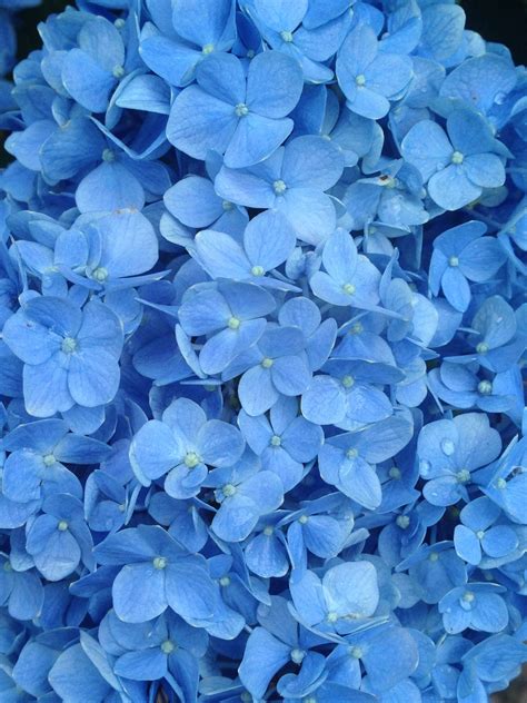 Blue Flower Aesthetic Wallpaper Best 4 Empat