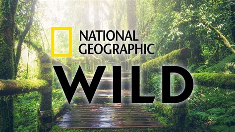National Geographic Wild Cesar Millan De Retour Avec Une Nouvelle