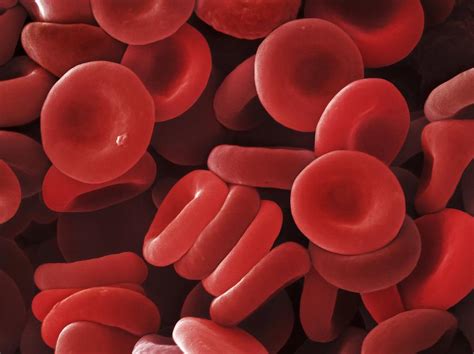Red Blood Cells Sem Photograph By Power And Syred Fine Art America