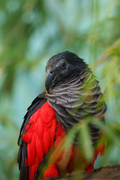 They have nearly bare faces, which is likely an more. Pesquets Parrot Psittrichas Fulgidus Red En Black Vulturine Parrot Endemisch In Montane ...