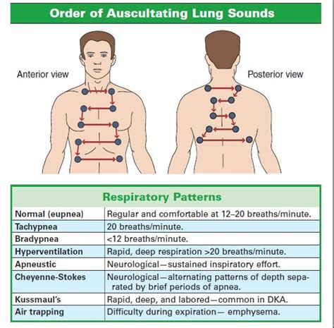 Order Of Auscultating Lung Sounds Nursing School Survival Nursing