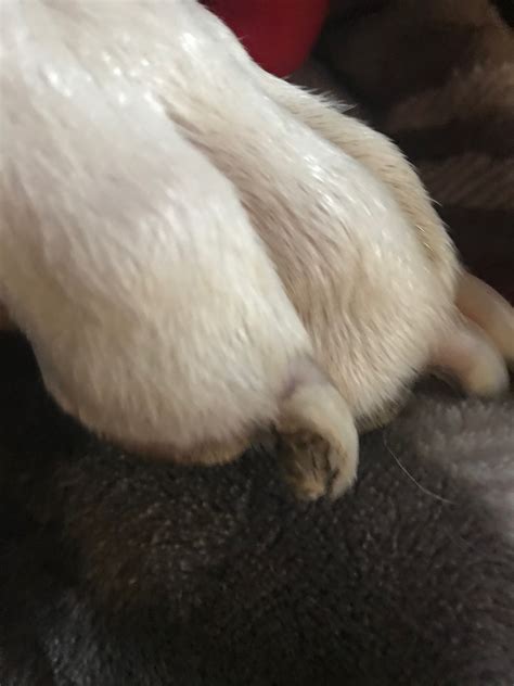 How Do I Stop My Dogs Nails From Splitting