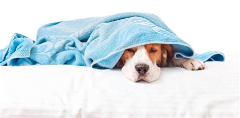 Very Much Sick Dog On White Background Stock Photo Image Of Recovery