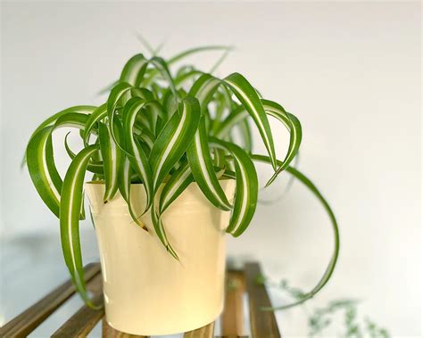 Common Spider Plant Varieties With Pictures My Little Jungle