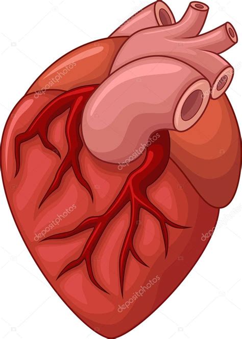 Ilustración De Dibujos Animados Corazón Humano Ilustración De Stock De