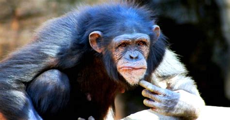 Primate Study Shows Humans And Chimps Share Personality Traits