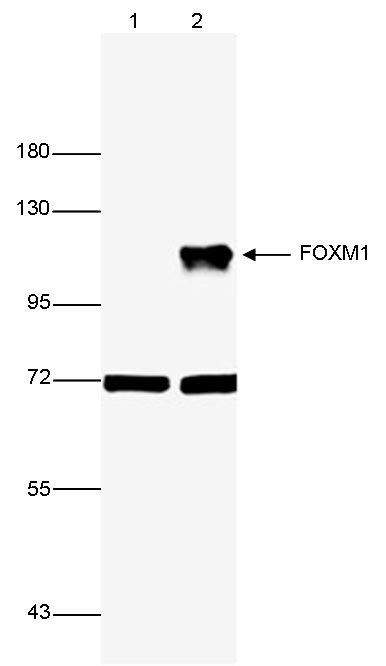 Foxm1 Antibody Chip Seq Grade C15410232 Diagenode