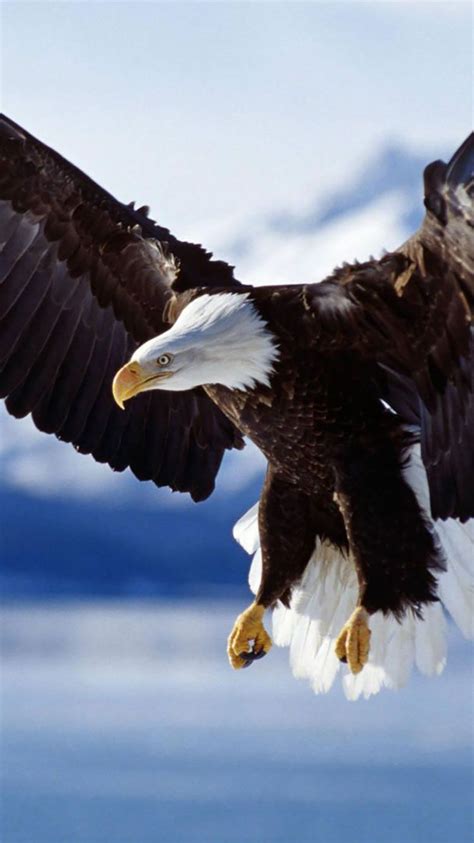 Iphone Wallpaper Animals 360 Bald Eagle Eagle In Flight Eagle Wallpaper