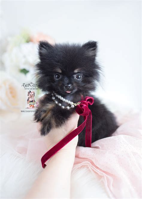 Adorable Teacup Pomeranian Puppies Black L2sanpiero