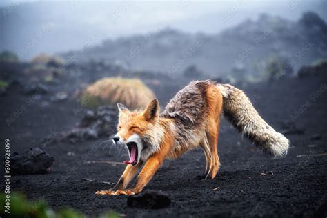 Funny Red Fox Stretches Concept Funny Animals In The Wild Foto De