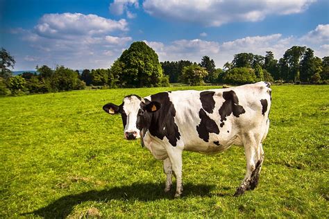 Hd Wallpaper White And Black Cow Standing On Grass Field Dairy