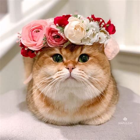 7 Reasons You Need A Flower Crown In 2020 Cute Animals Cute Cats And