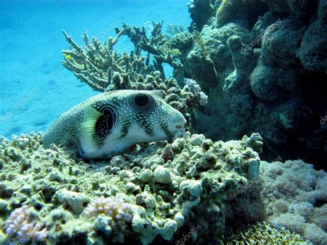 Coral Reef With Puffer Fish On The Bottom Of Red Sea — Stock Photo