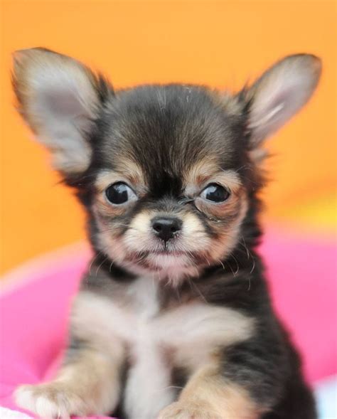 Chihuahua For Sale In Indianapolis Pets Lovers