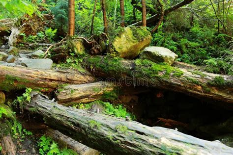 The Moss Covered Rocks And Fallen Trees An Ancient Woodland Fallen