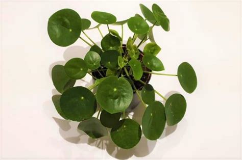 The soil needs to mostly dry out between waterings, with more watering required in warmer, sunnier weather. Why Are My Chinese Money Plant Leaves Curling? - Smart ...