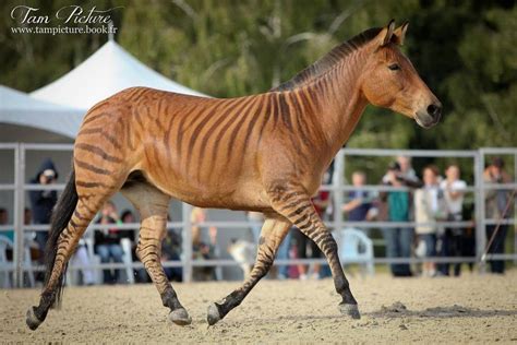 Pin By Pamala Read On Animal I Love Zorse Beautiful Horses Zebras
