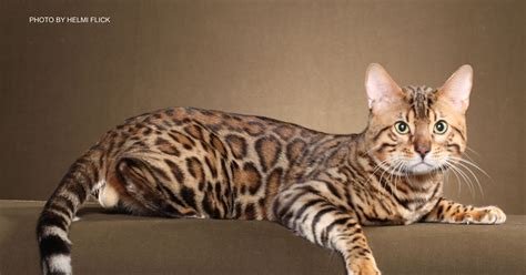 The cost of a bengal kitten often will depend on how many generations they are removed from their wild ancestors with an f1 kitten being the most expensive of them all that is then followed by the f2. The Best Parrots In The World: How Much Does A Bengal Cat ...