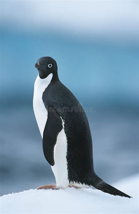 Penguin On Snow Stock Photo Image Of Nature Black Wild 30846176