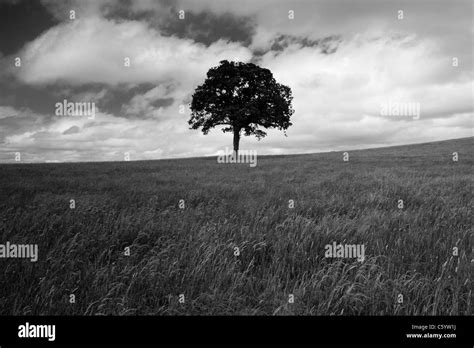 Lone Oak Tree In A Field In The English Countryside Stock Photo Alamy
