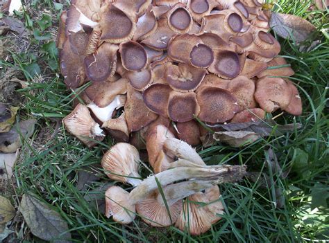 Id Request Missouri Mushroom Hunting And Identification Shroomery