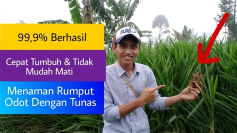Rumput odot memiliki nama latin pennisetum purpureum cv. Cara Menanam Rumput Odot dari Tunas dasar, Agar Cepat ...