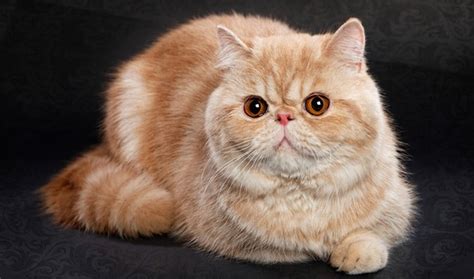 9 Types Of Cats List Of Cat Breeds Pets Tutorial