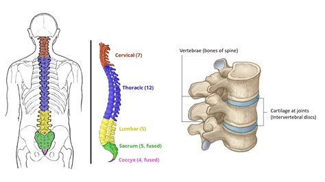 Back Bone Structure