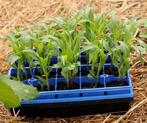 Companion Plants For Corn Little Sprouts Learning